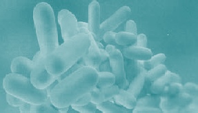 Legionella